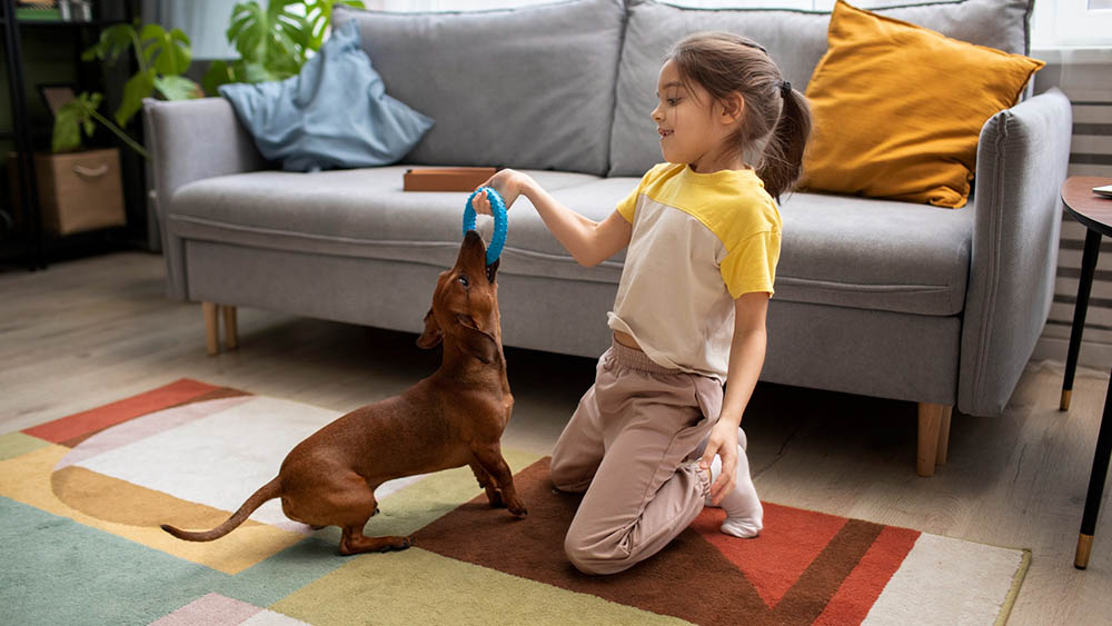 A Daycare Designed For Your Furry Companions